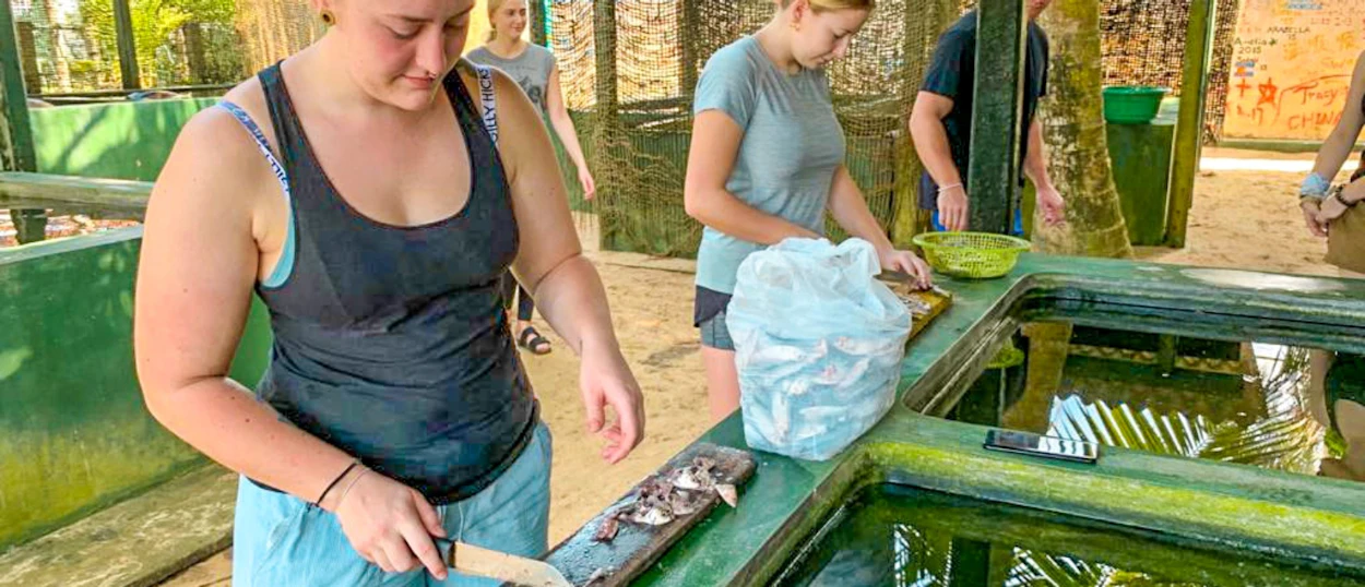 Volunteers preparing fish for sea turtles at a conservation center in Ambalangoda, Sri Lanka.